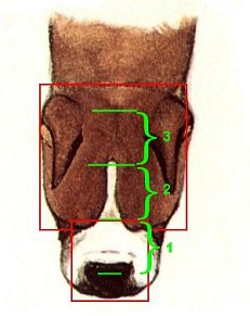 USA head from above - square